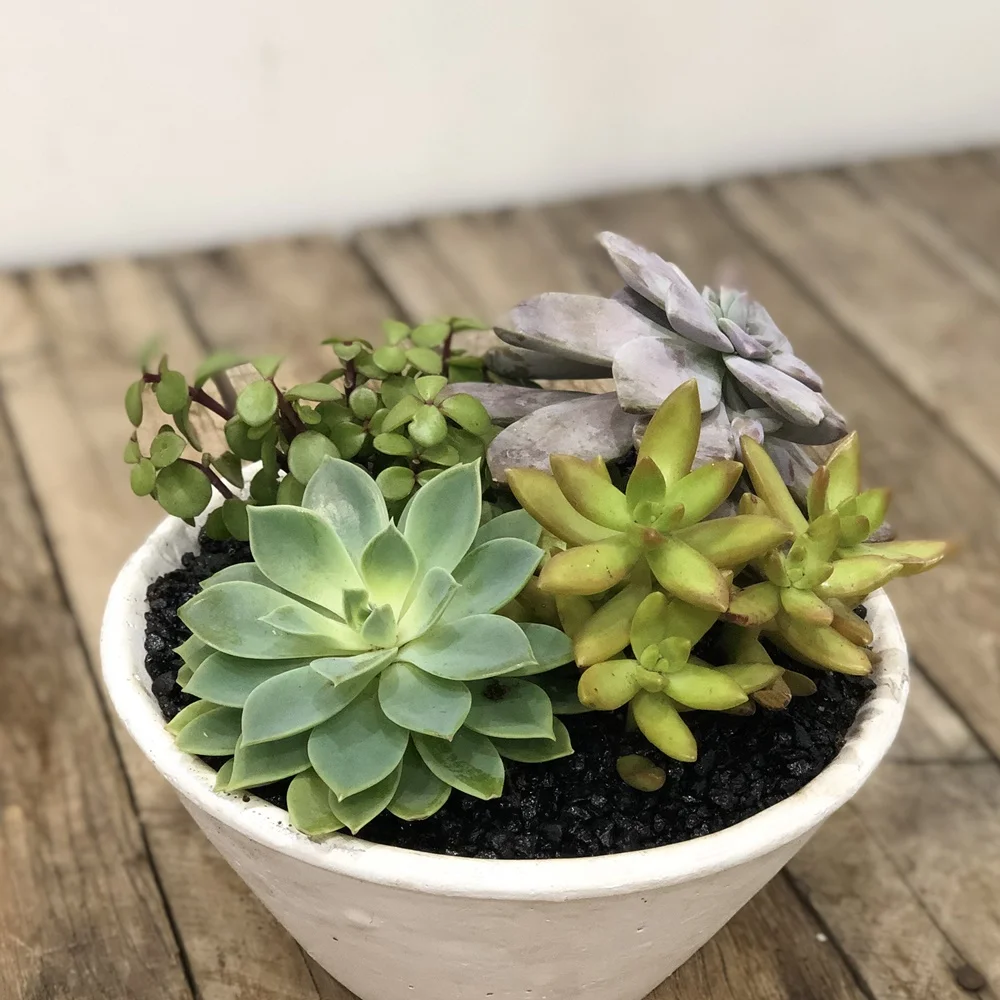 white bowl square (2).jpeg