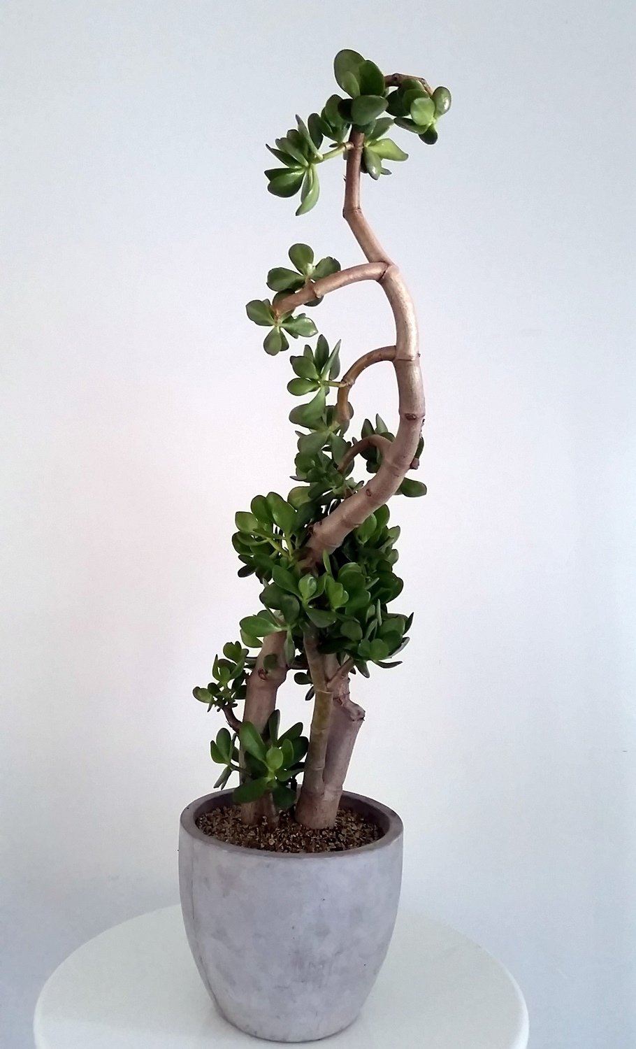 jade trunk 75.jpg