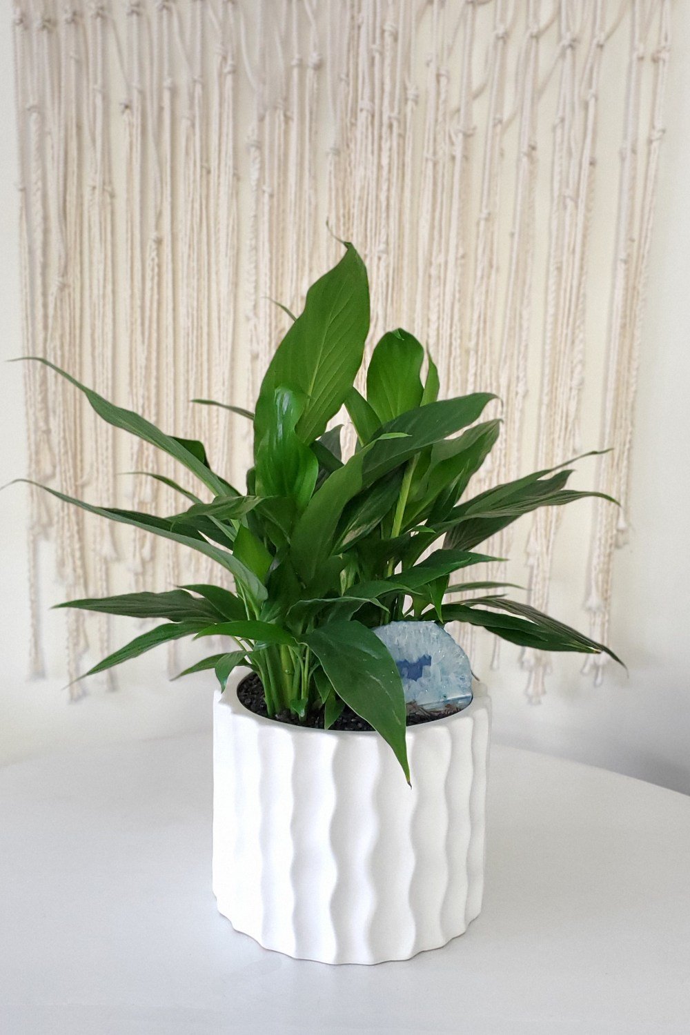peace lily wave 100.jpg