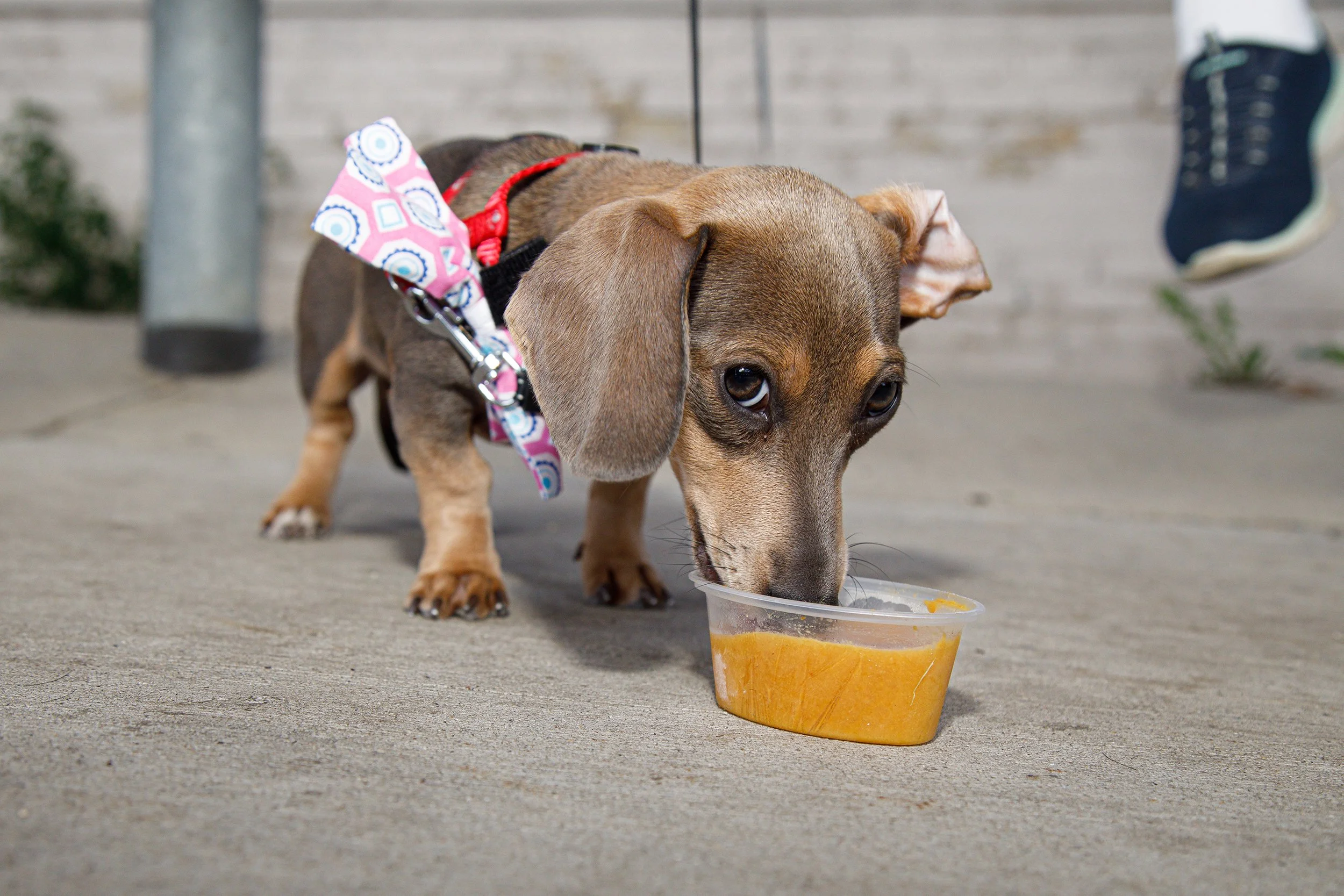 A brown dachshund puppy wearing a red harness with a pink and blue bandana eating from a clear plastic container on a concrete surface.