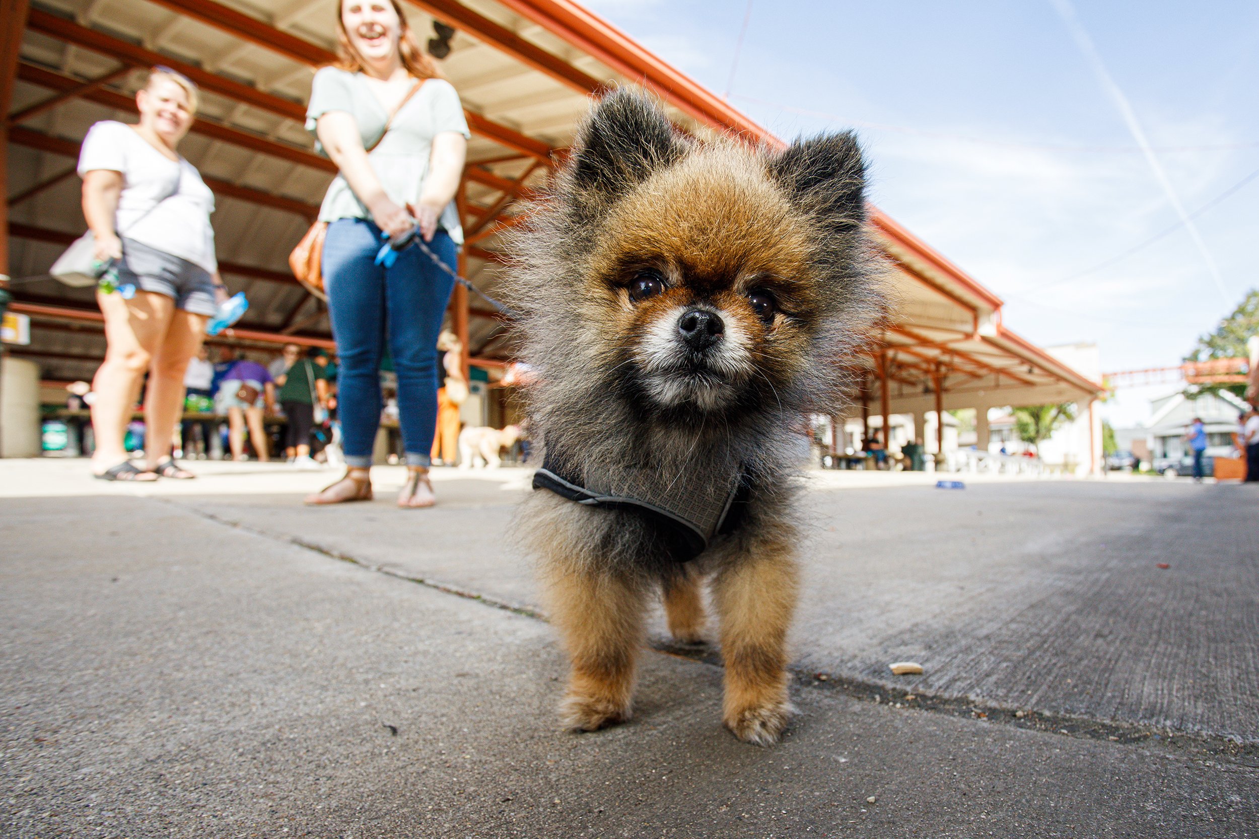 A close-up of a small fluffy puppy with brown and black fur walking on concrete ground, with people and a structure in the background.