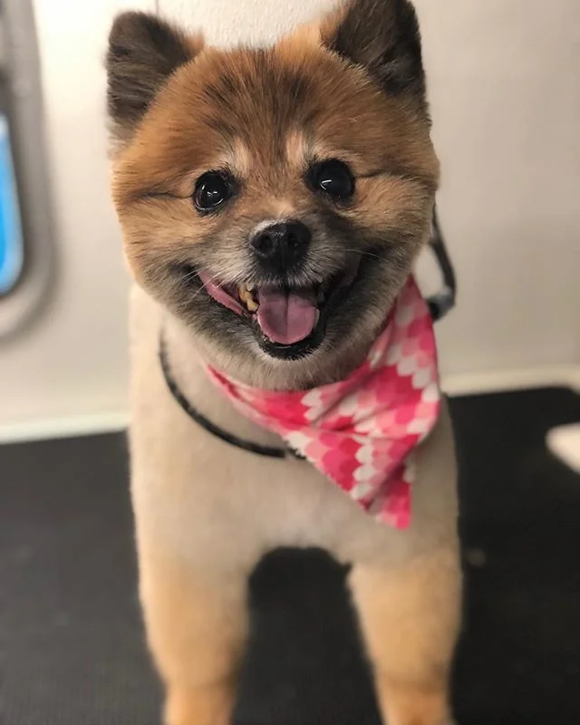 Grooming Gallery — Oh My Dog! Grooming