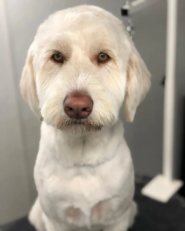 Super serious Gibbs. 😍#labradoodle