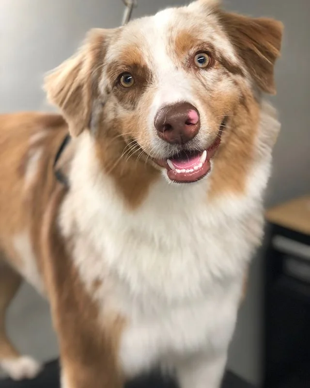 Cute brothers! Hank and Gus. 😘