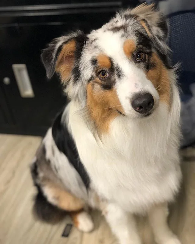 Dug! Such a cute babe!