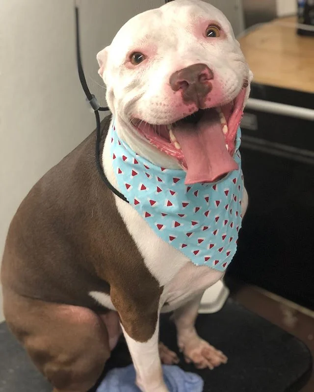 Mucca and tiger! 😍