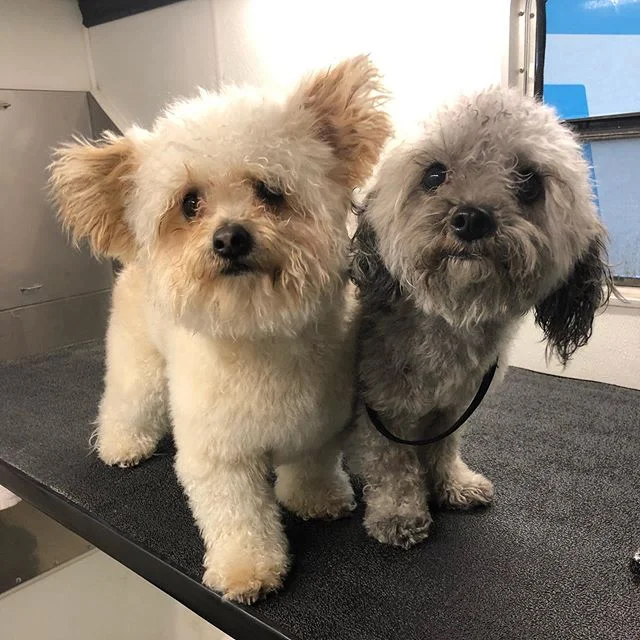 Baxter and gizmo! 😍