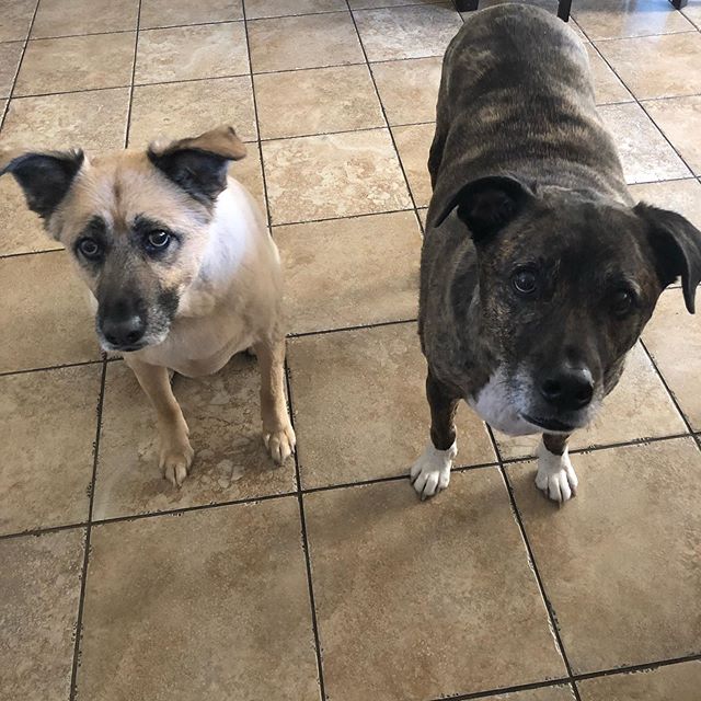 Happy Mother&rsquo;s Day to all moms of little humans and pups! 😍