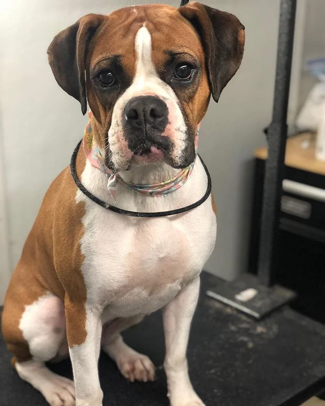 Photogenic boxers! 😂 Sonny and sookie! Such sweet girls!