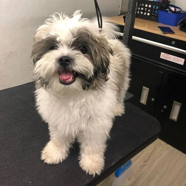Bear&rsquo;s first big boy haircut! He was such a sweet boy!