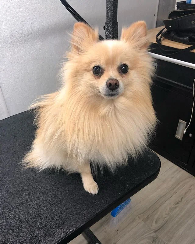 Skooter is all ready for summer! Such a handsome boy!!