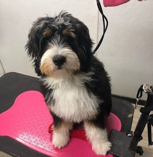 Per the governor&rsquo;s order, we will not be grooming until further notice! Hope everyone stays safe! One of my last grooms for awhile. 😍 Mr. Ranger.