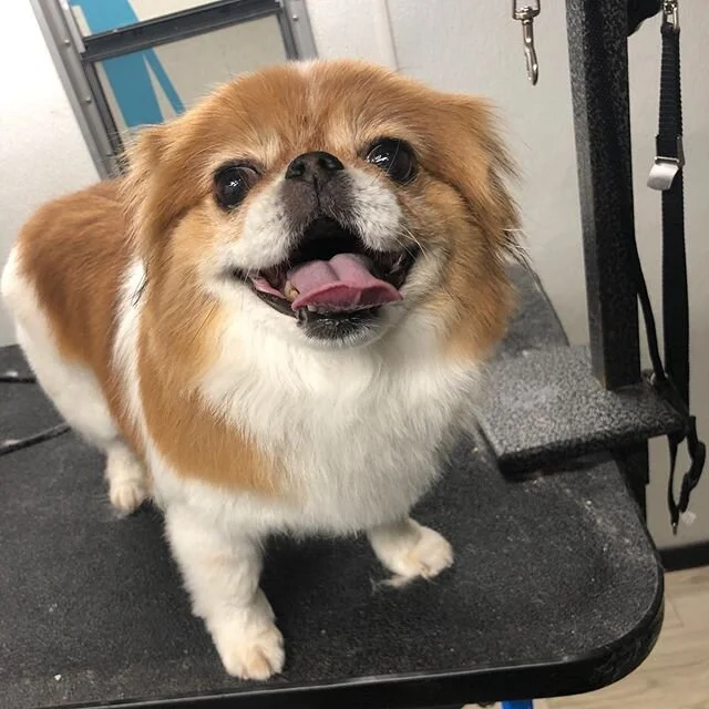 Lola&rsquo;s sweet smile! Hope everyone is staying safe!