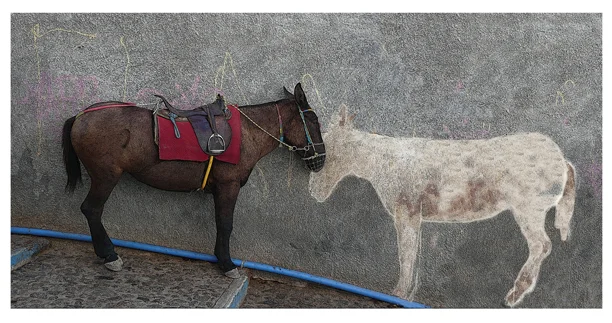 santorini_donkey_website_bdc.jpg