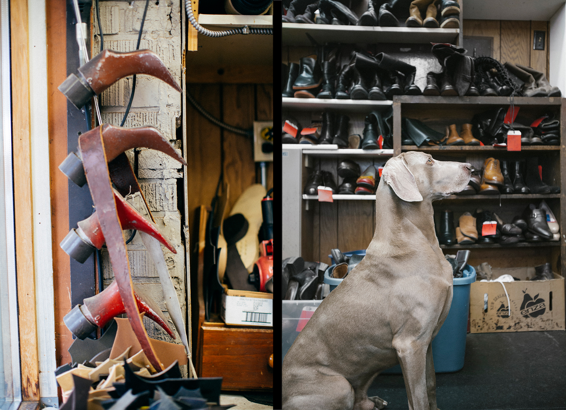  Shoe horns &amp; the shop dog major stand at attention   
