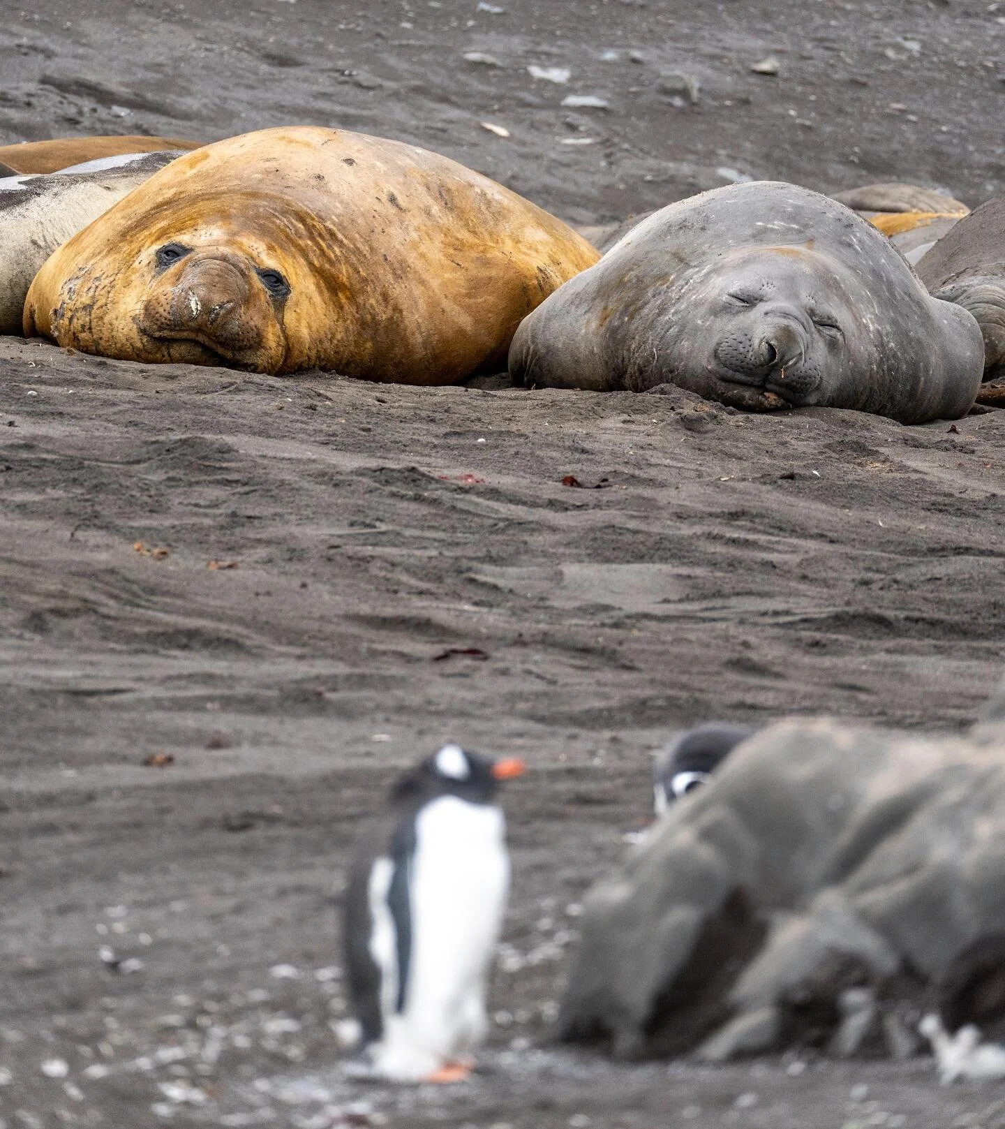 Sleepy Sunday with these female elephant seals and a wandering gentoo penguin. 

Client: @walkingsofter 
📍: Antarctica