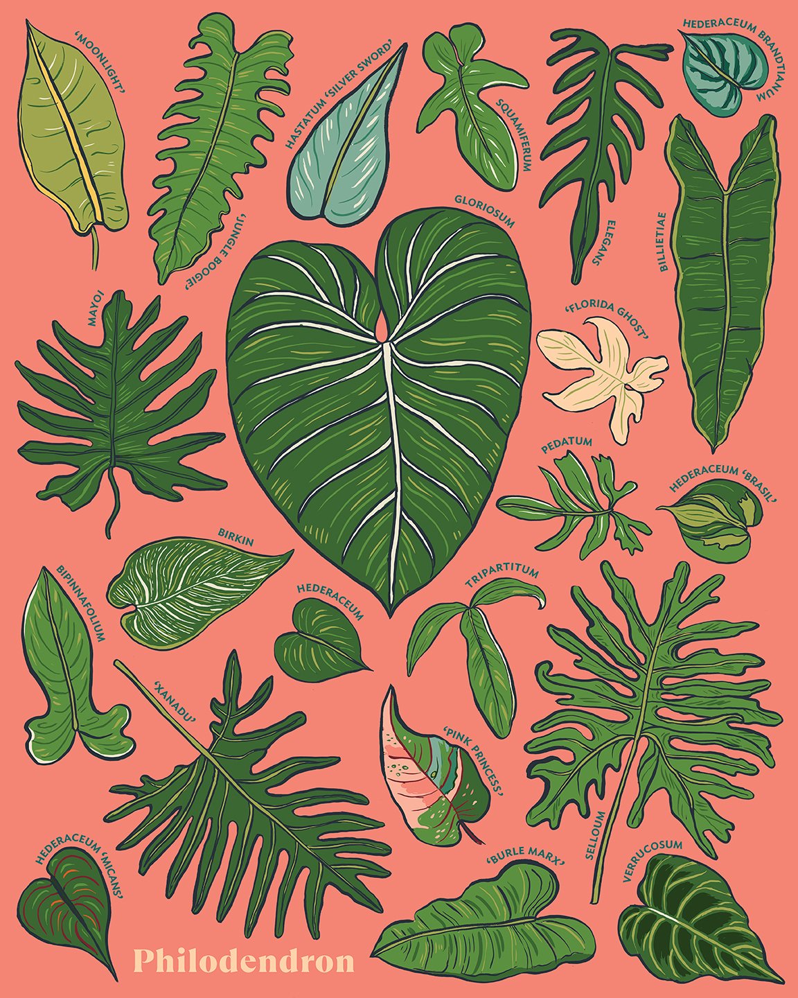 Philodendron Chart