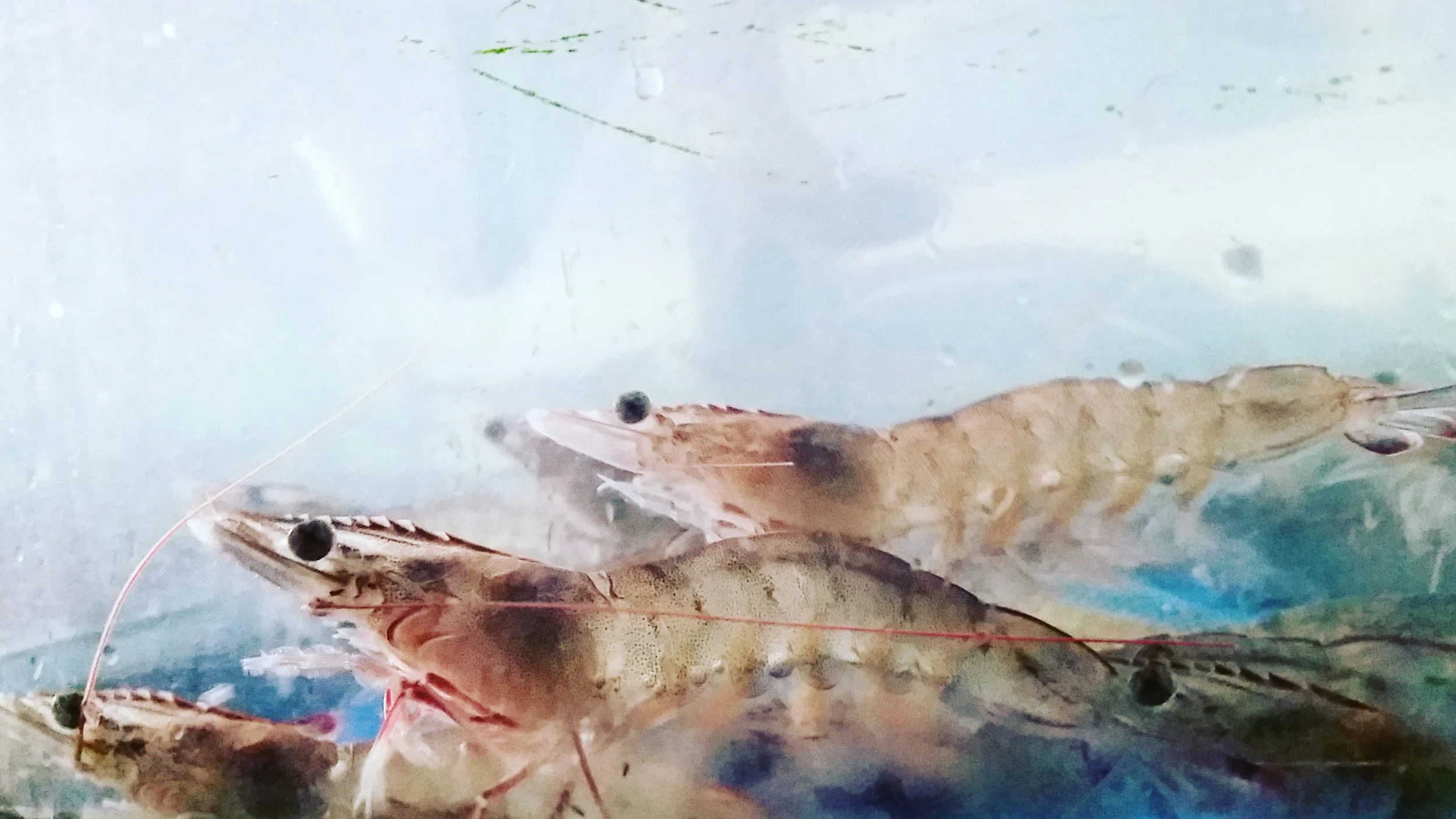 Jun_SarahIMG_20151003_054331.jpg