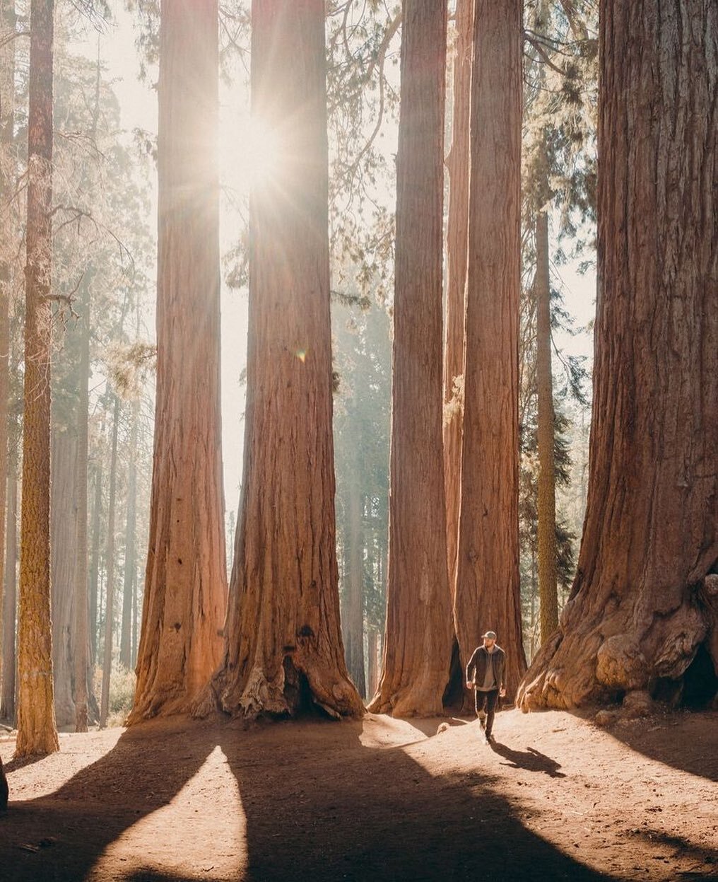 So grateful for the sunshine today! I&rsquo;m a Californian born and raised. The rainy weather tends to bring me down. So I&rsquo;m soaking in the sun today; taking the warm glow deep into my bones; into my soul. #sunlover 🌞 photo of Sequoia Nationa