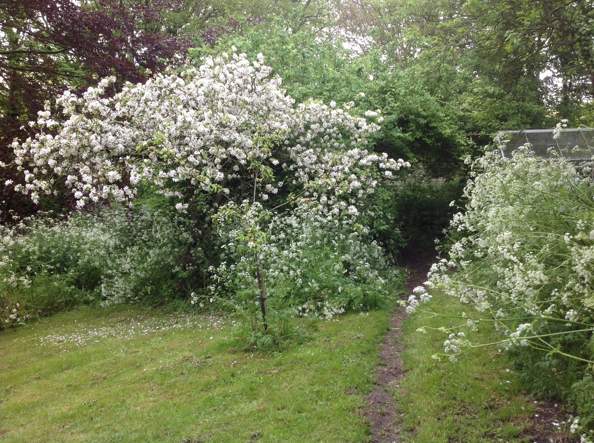 the garden in spring
