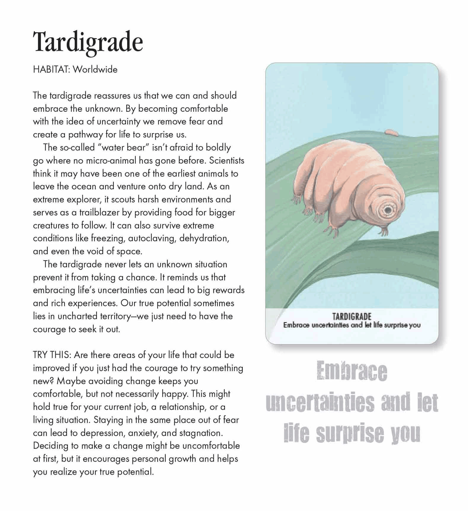 Unusual Animal Messages Oracle Card Deck Discover Wisdom and Guidance