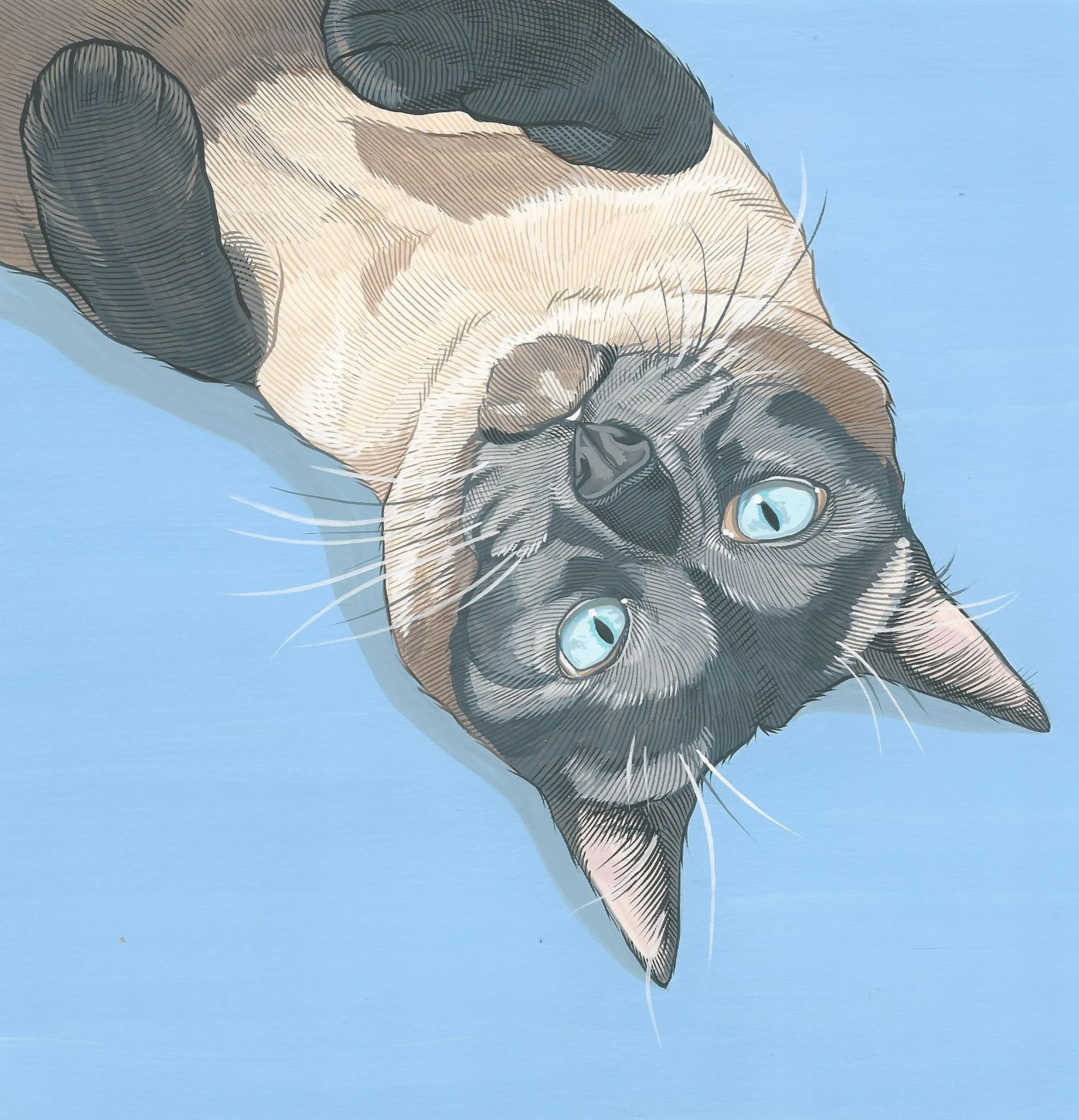 cat3.jpg