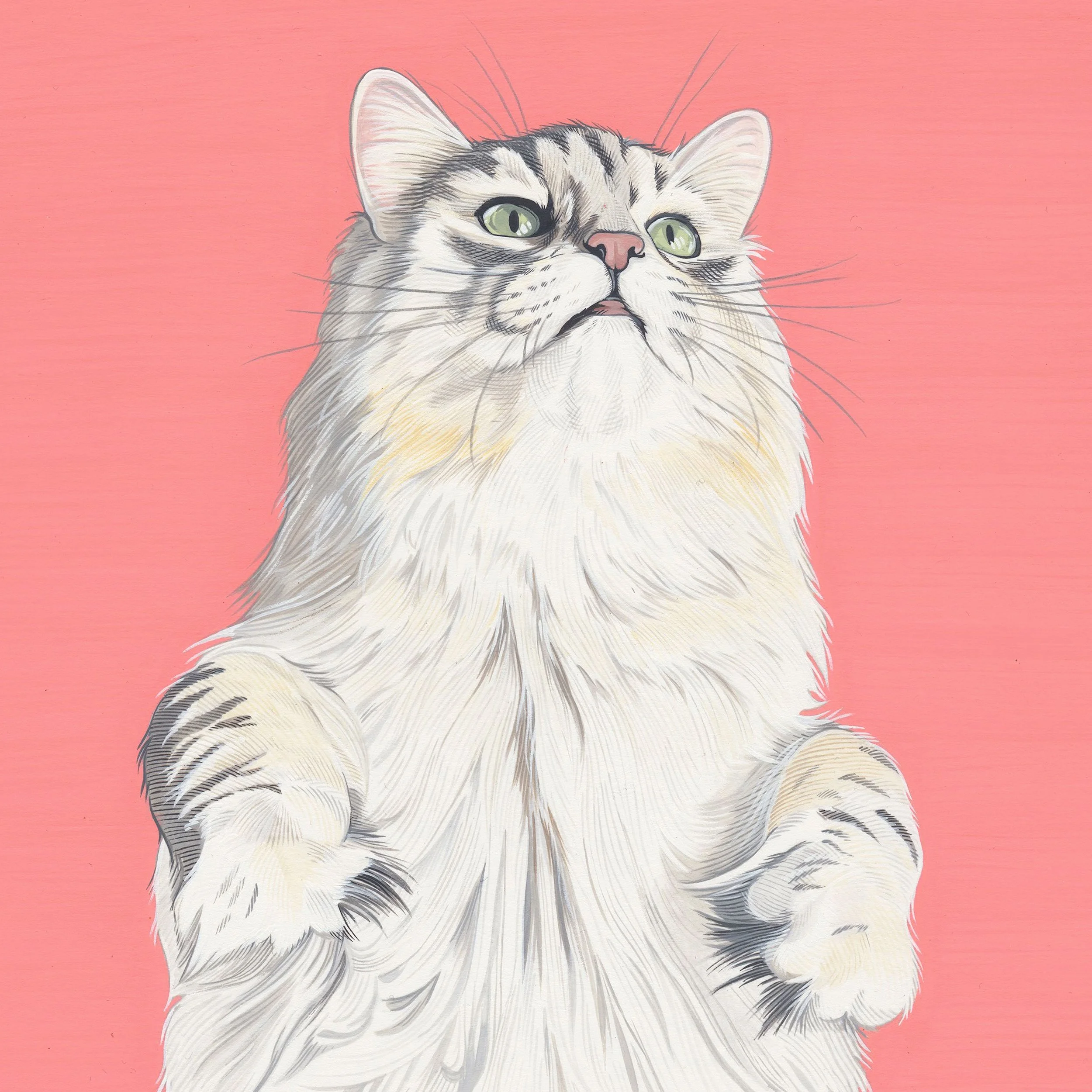 thisonecat.jpg