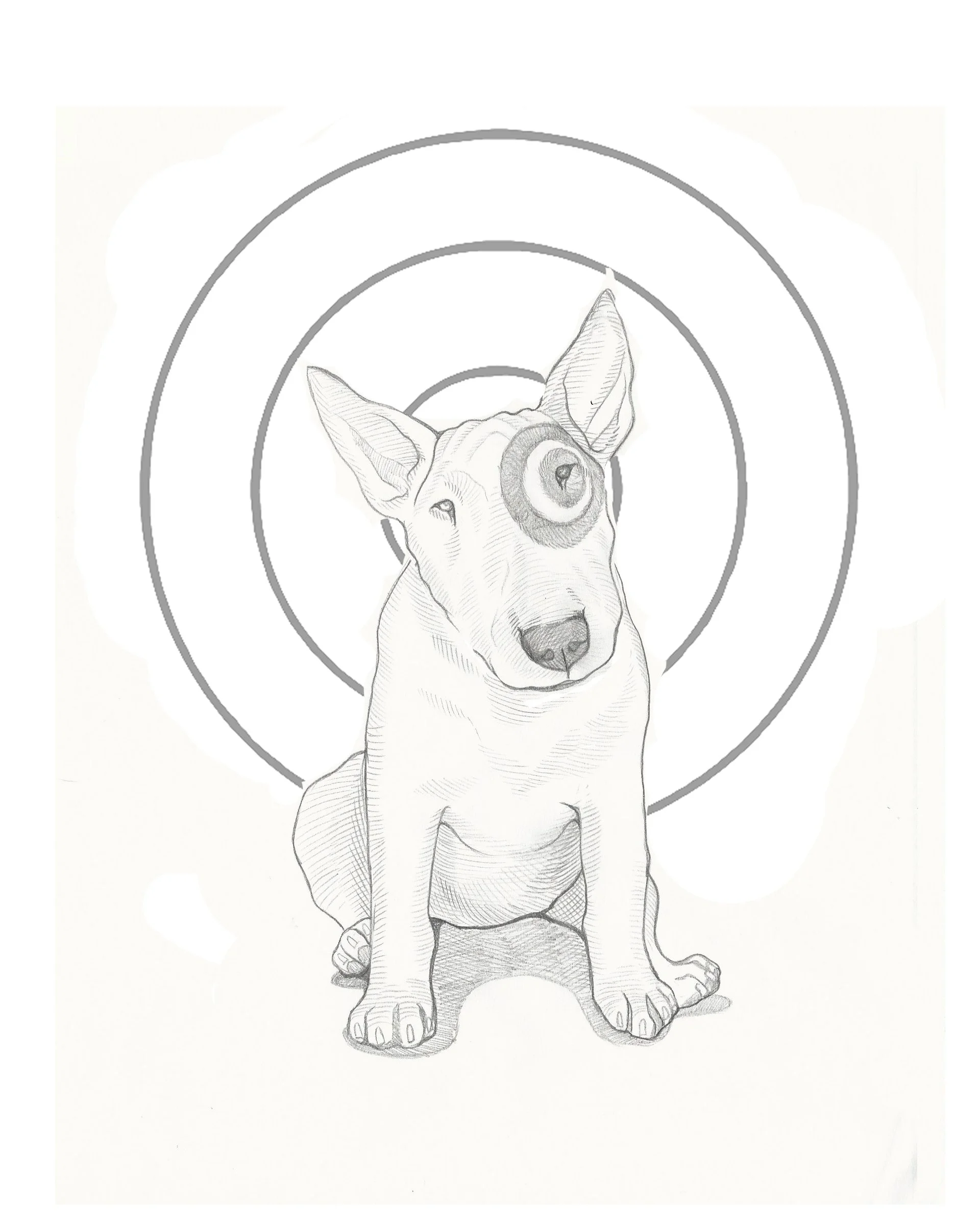 Final pencil drawing of the bull terrier