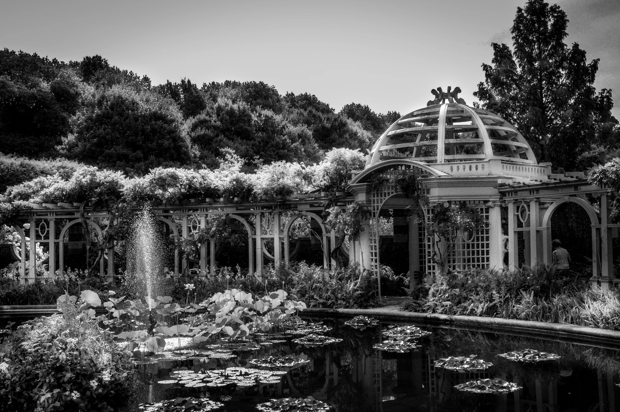 garden blackandwhite.jpg