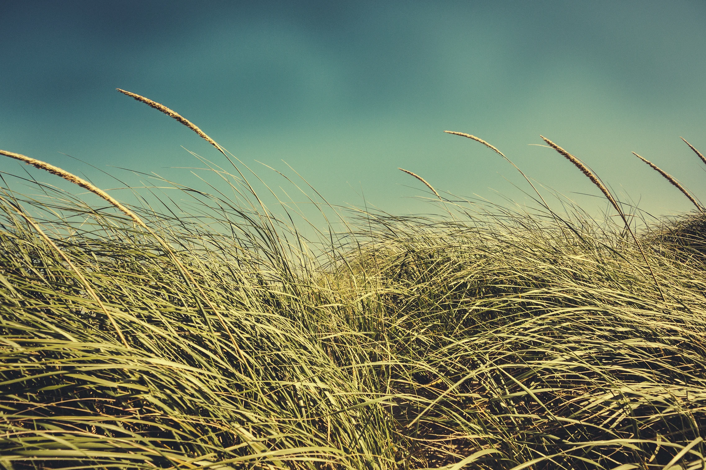 newport 007 lowres.jpg