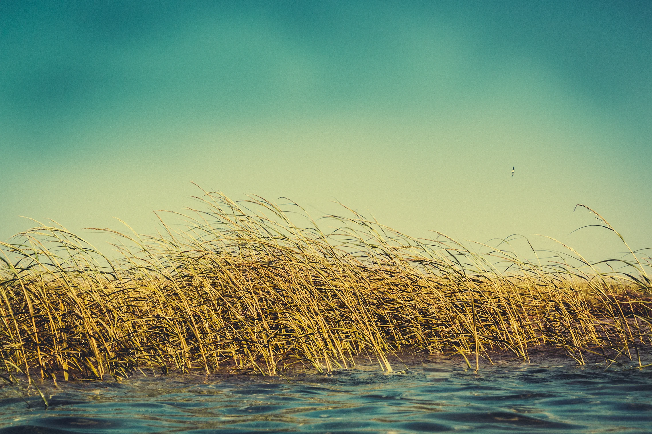 newport 008 lowres.jpg