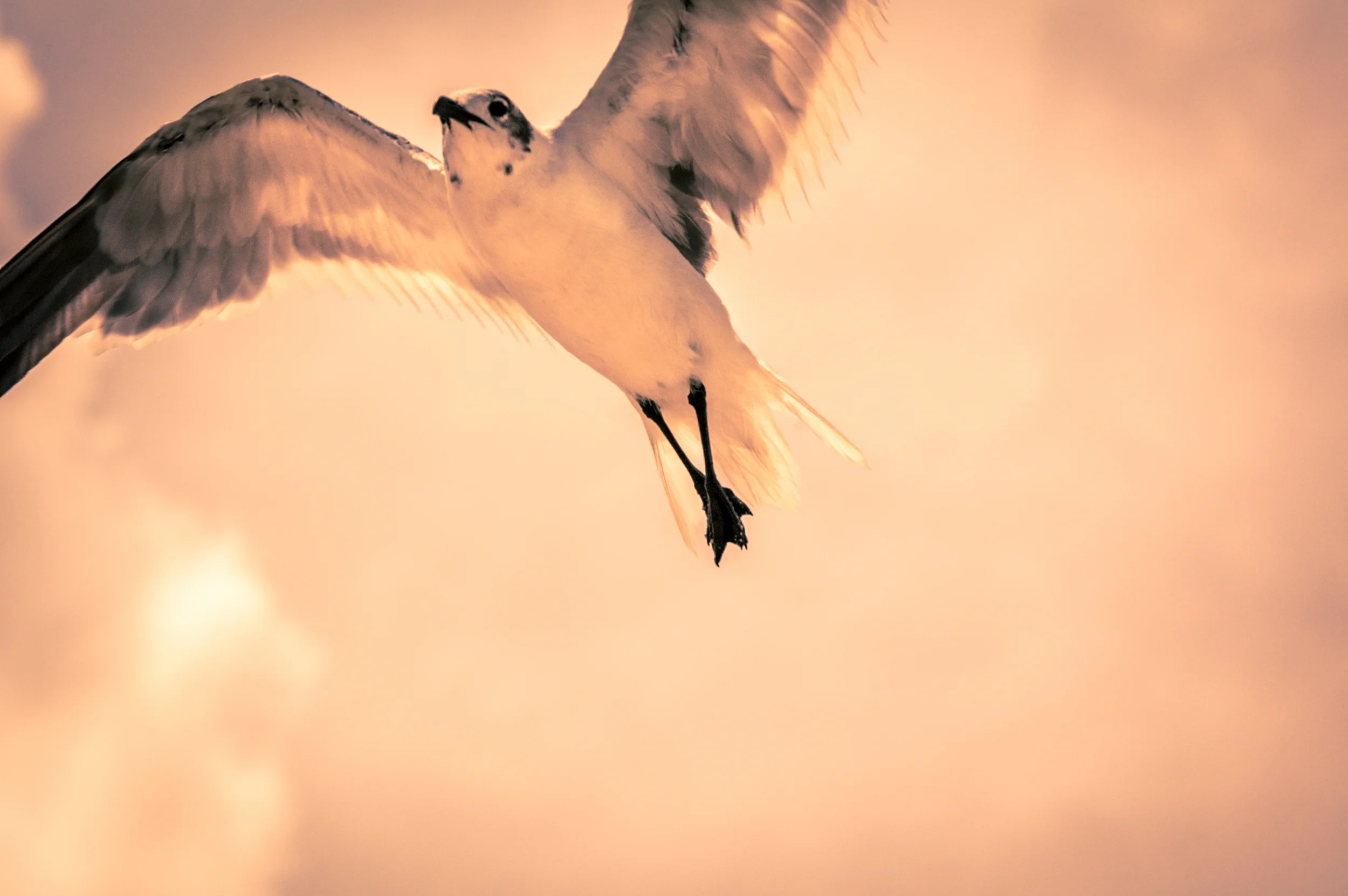 bird 001.jpg