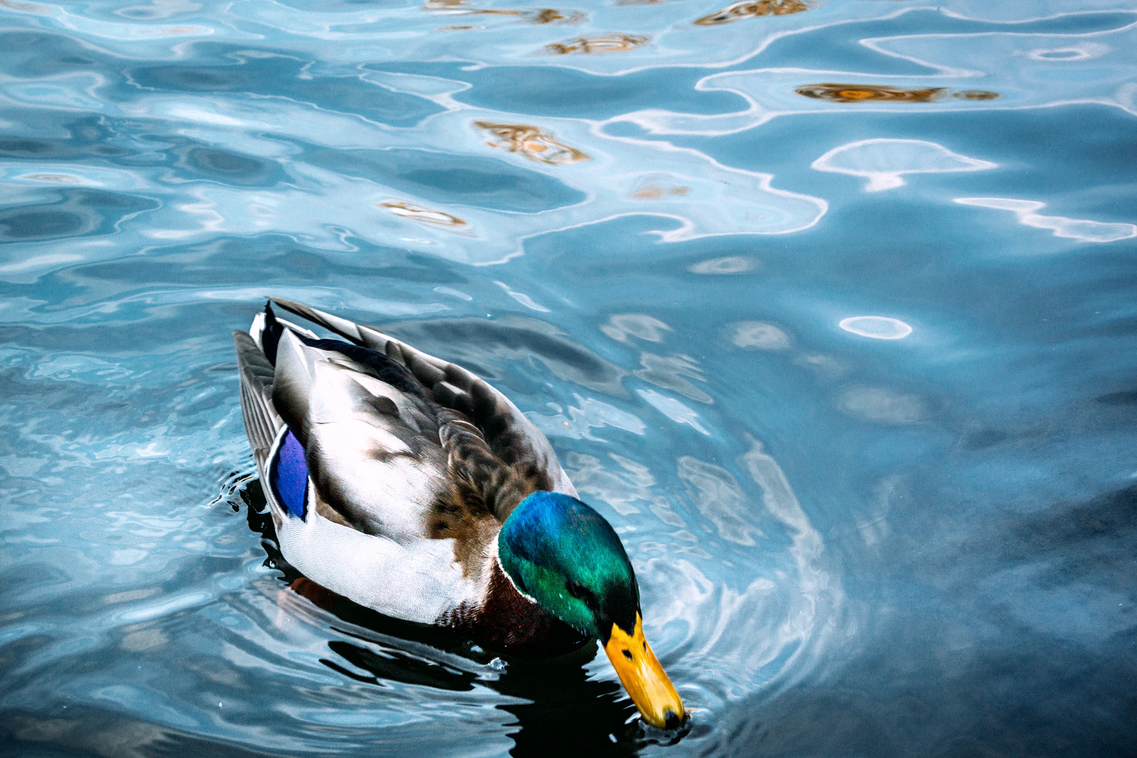 central park 002.jpg