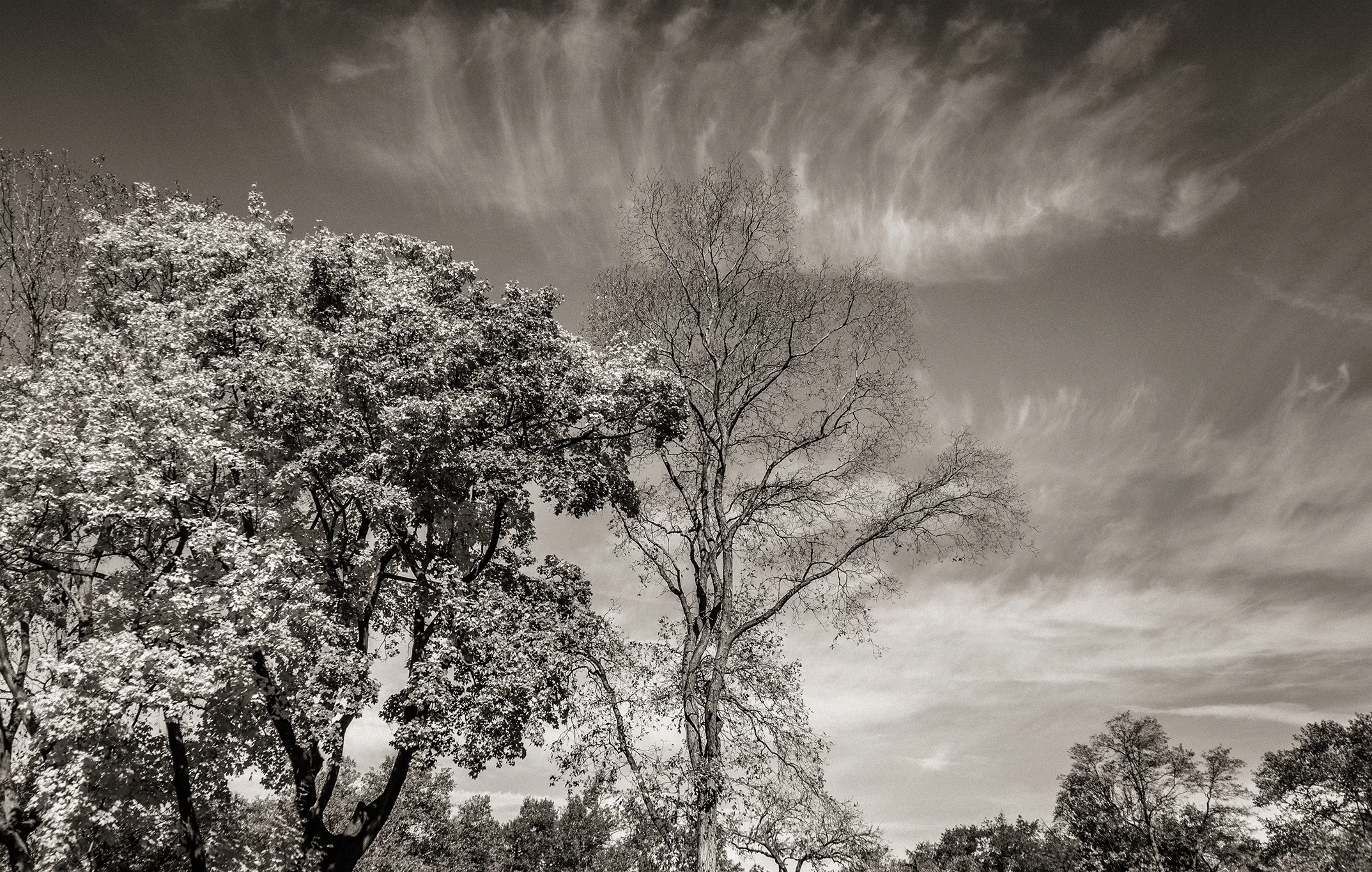 central park 006.jpg