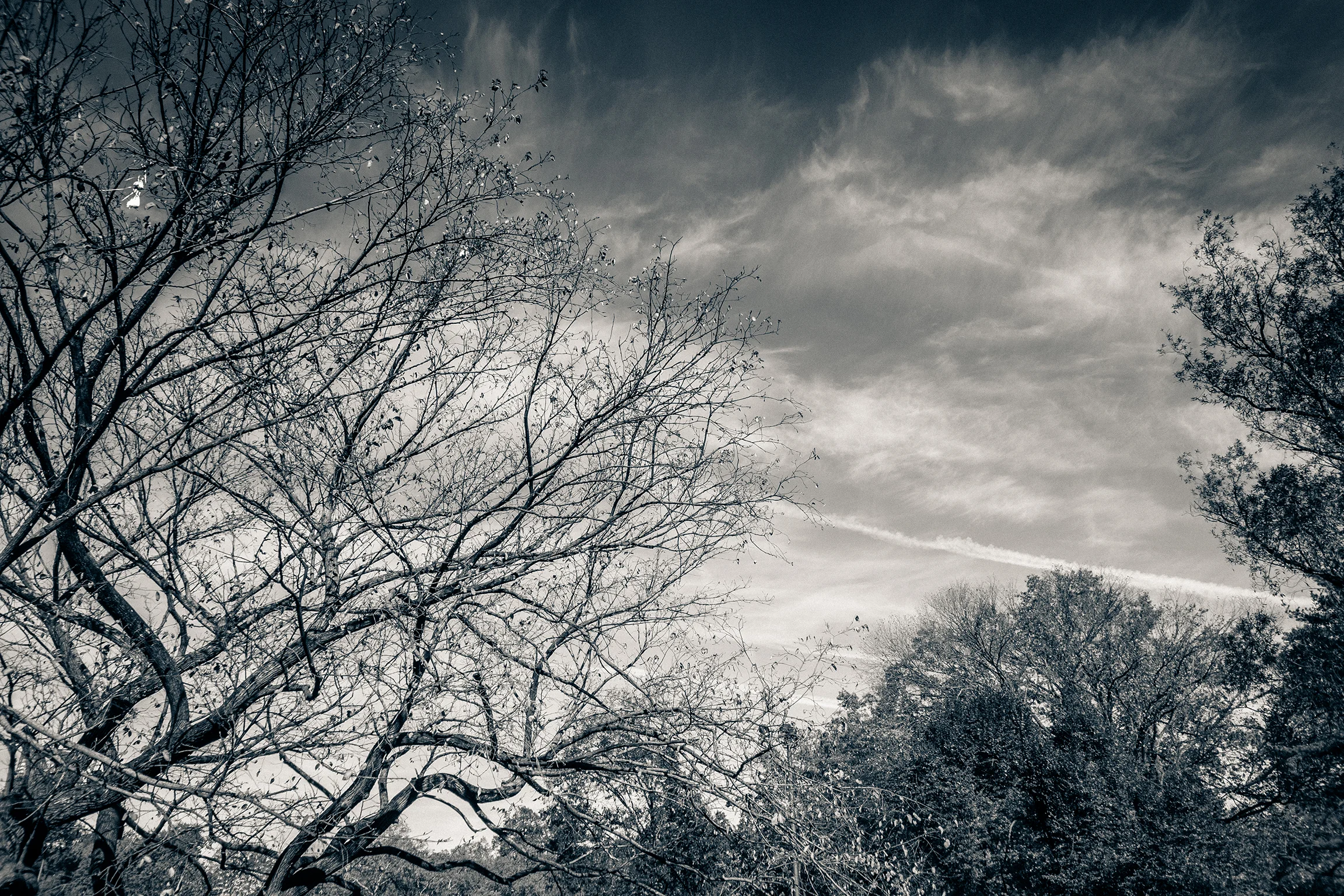 central park 019.jpg