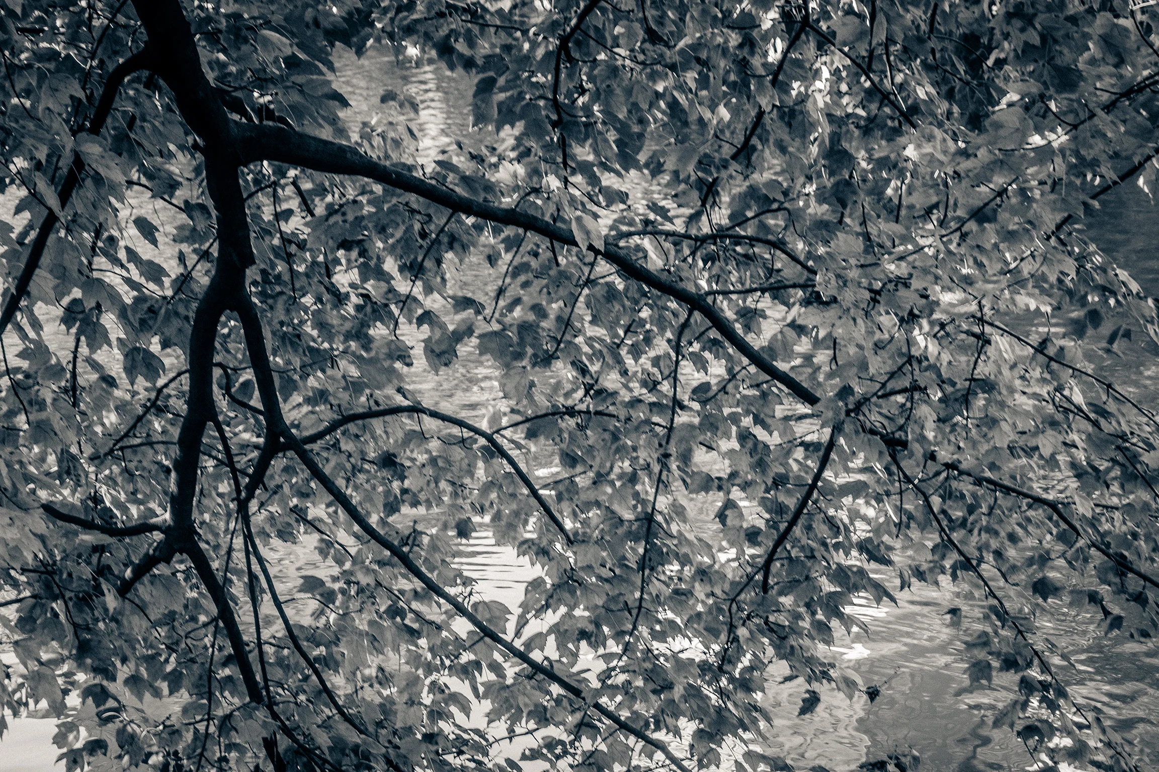 central park 020.jpg