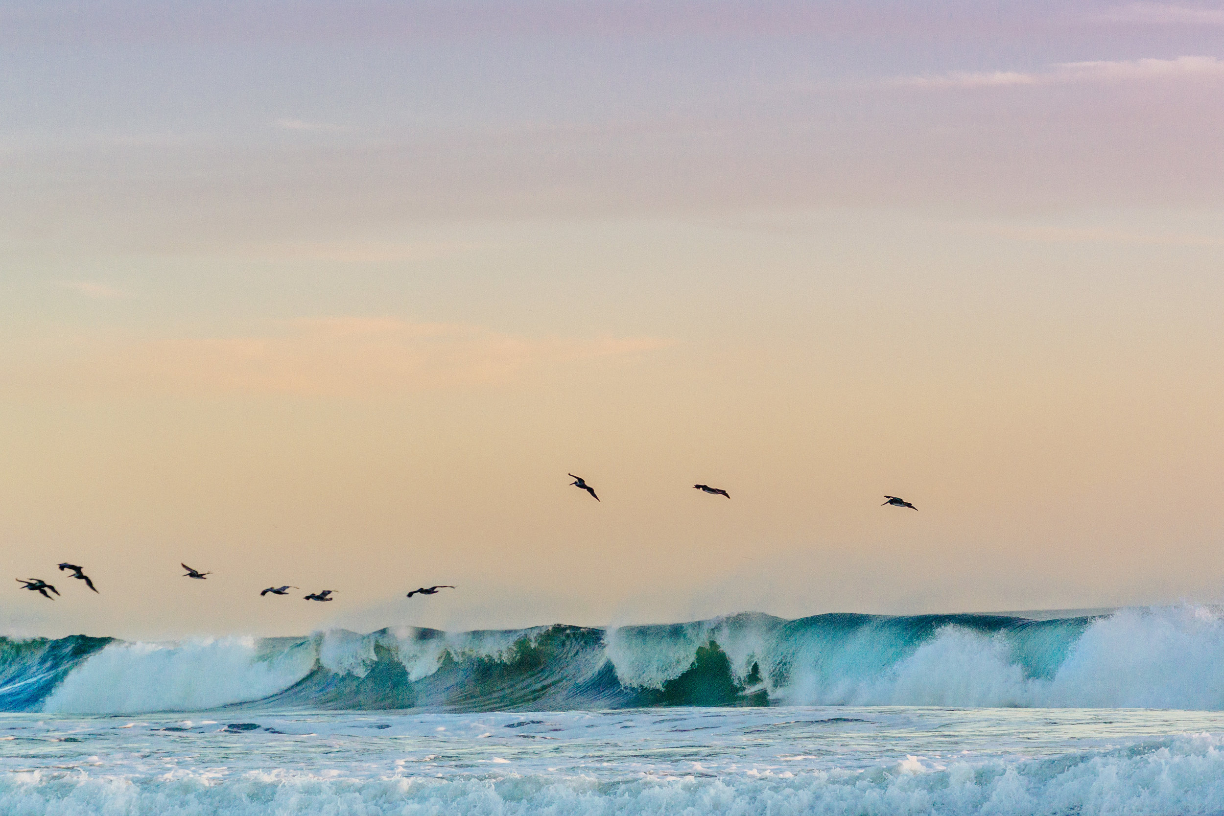 monterrico birds.jpg