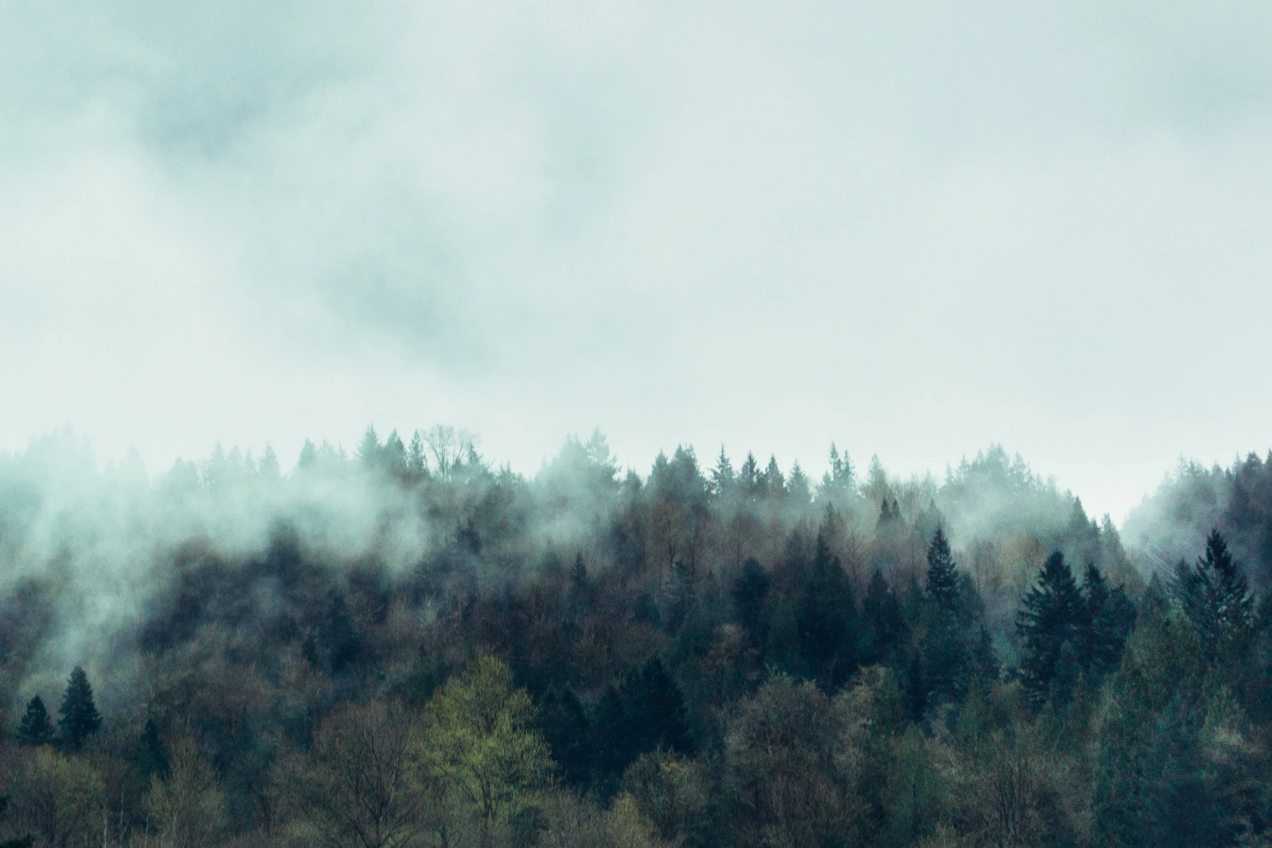 foggy trees 002.jpg