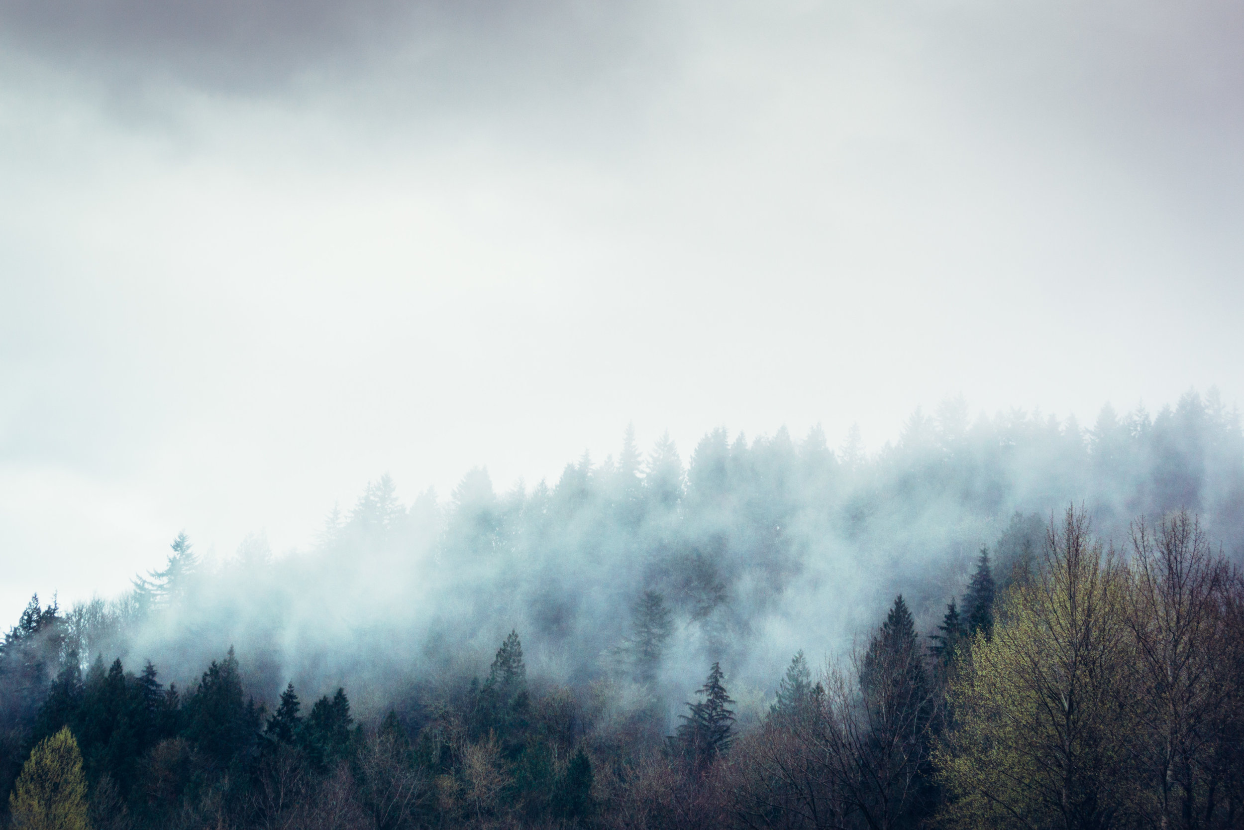 foggy trees 001.jpg