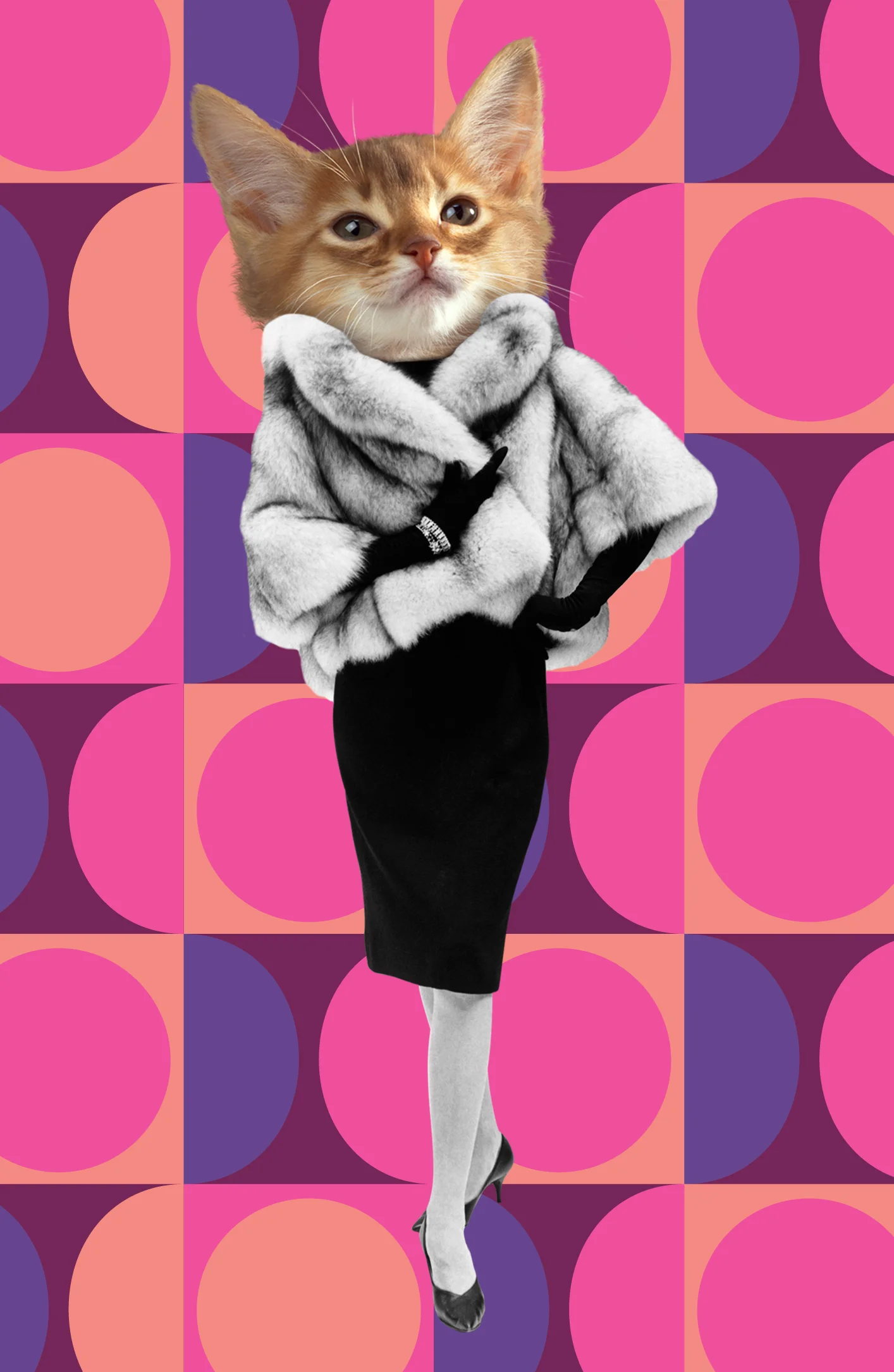 kitten fun.jpg