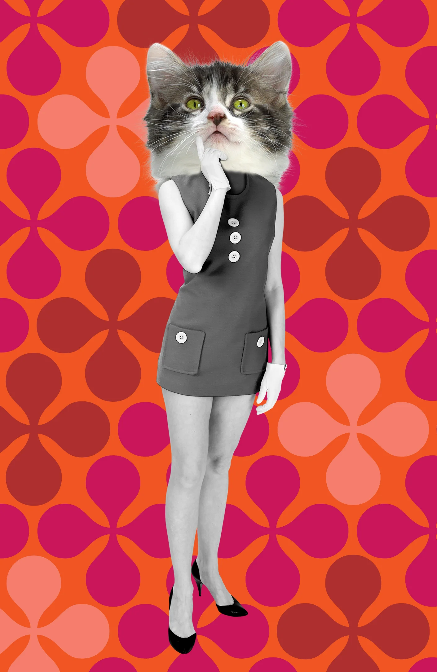 kitty question.jpg