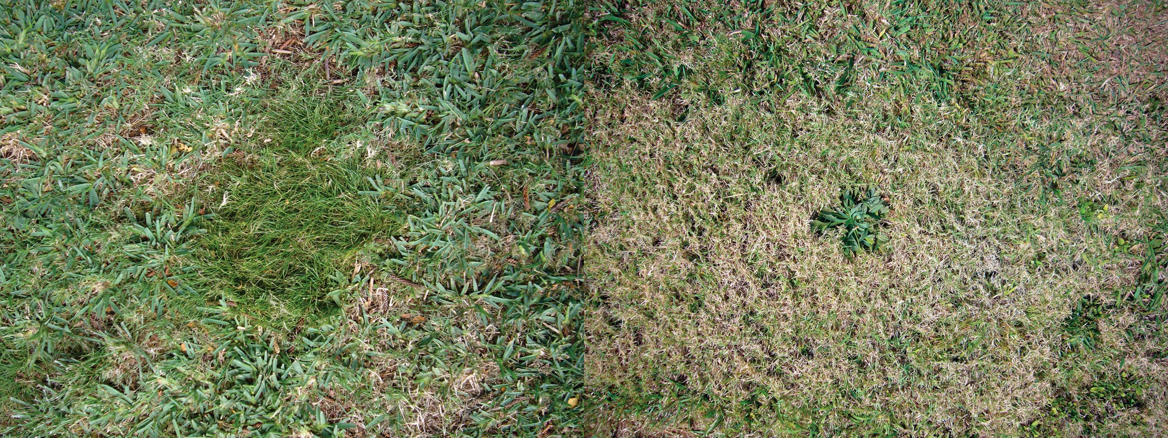lawn.jpg