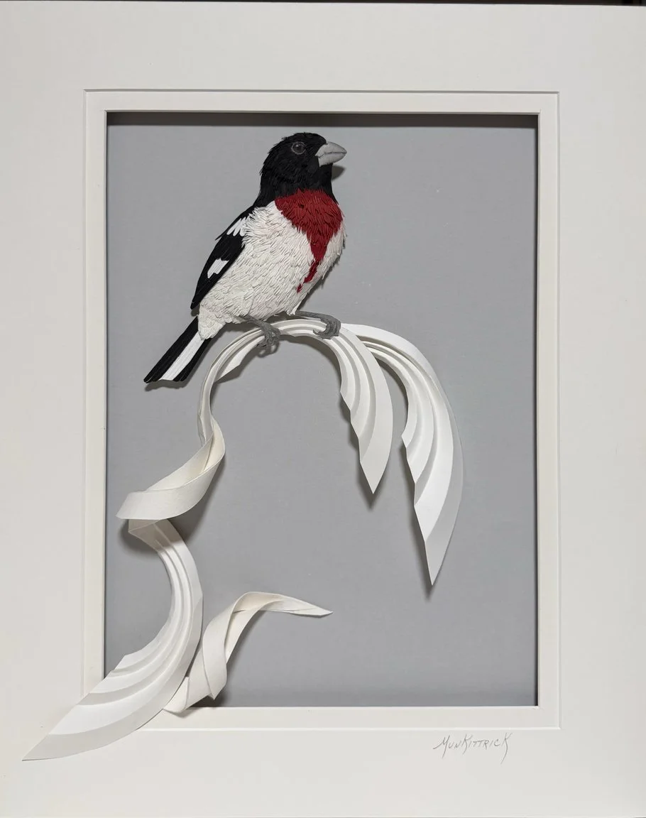   Rose-Breasted Grosbeak   16×20  Cottonrag &amp; Mulberry Paper SOLD 