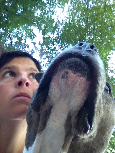 Focinhos looking up.jpeg