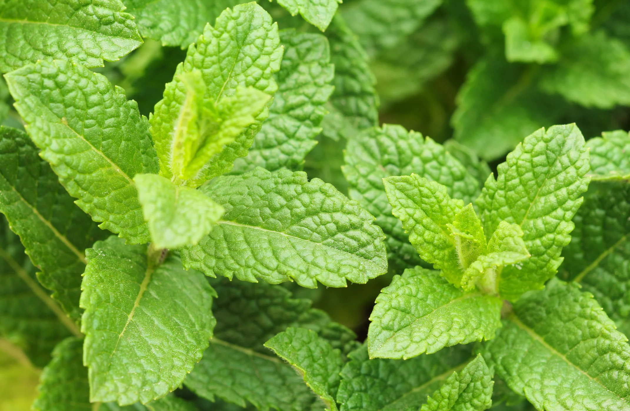 Spearmint Oil Producers May Be Owed Money by the Federal Government