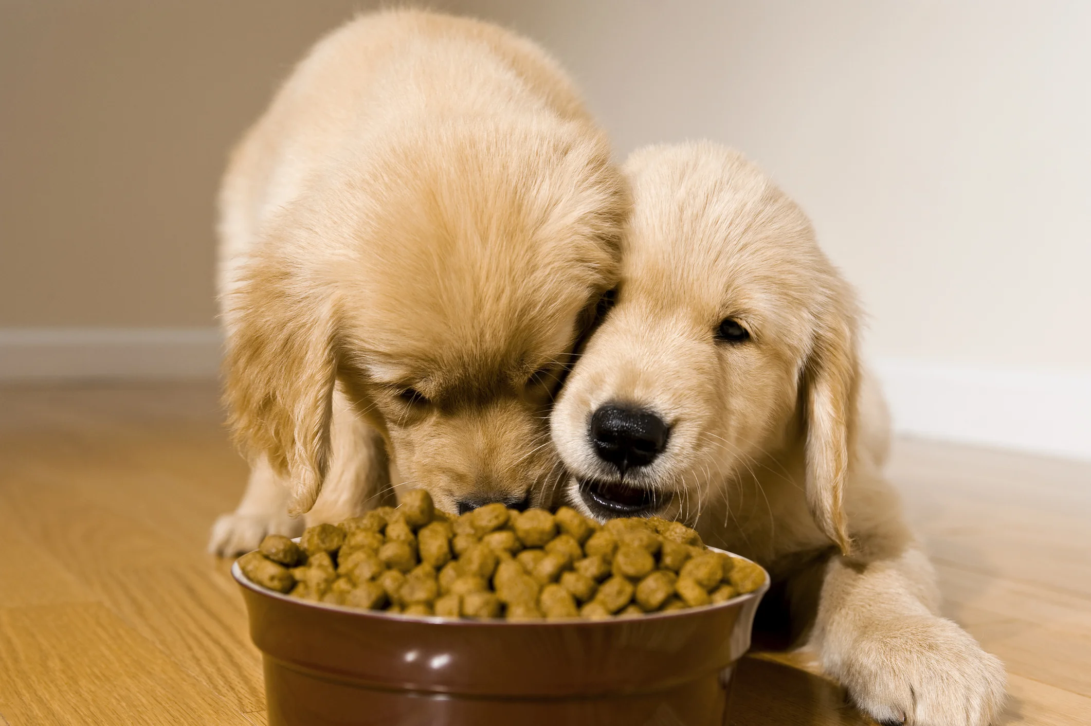 Hill’s Pet Food Faces Class Action for Excessive Vitamin D Levels in Dog Food