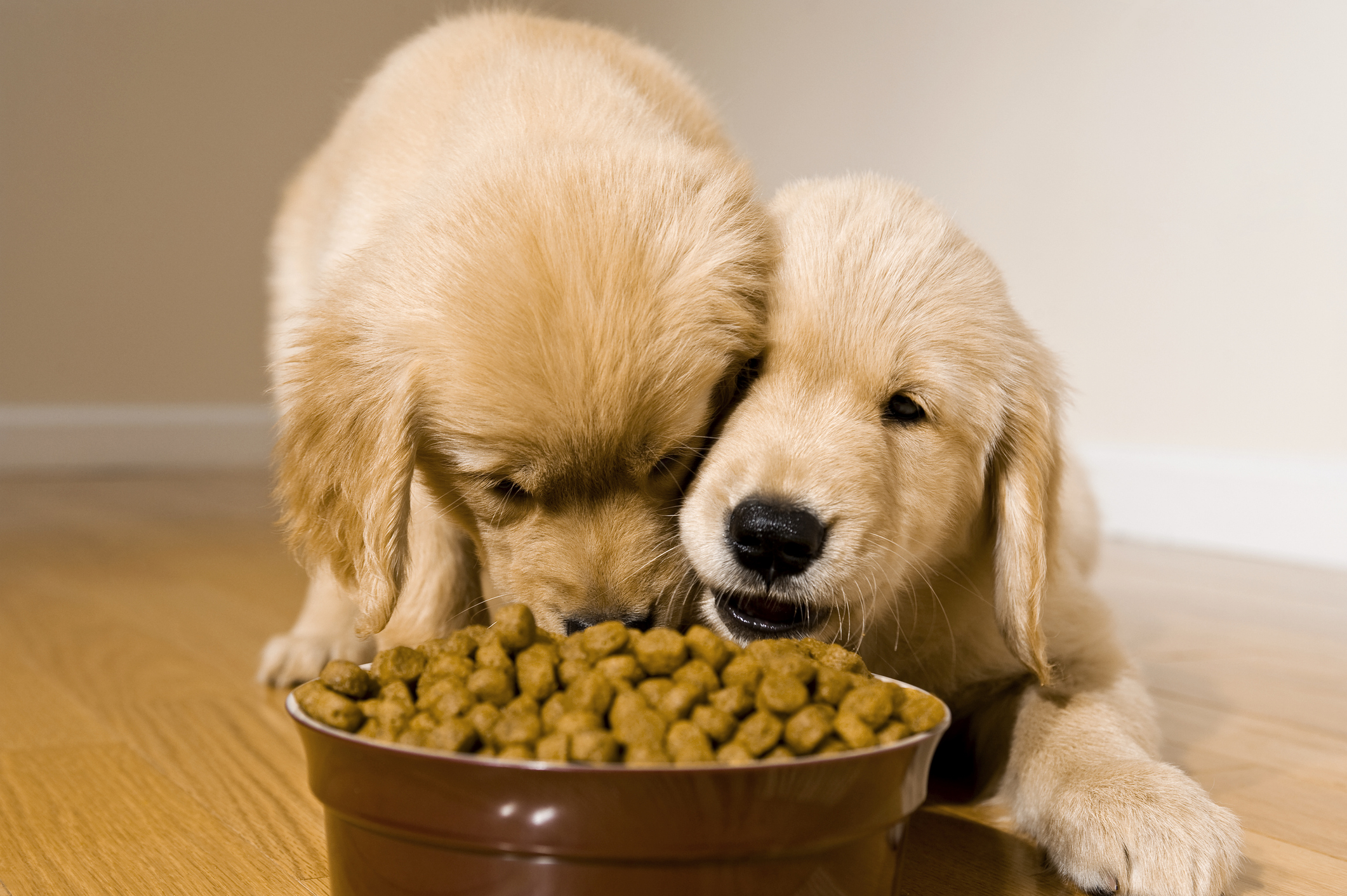 hill's science diet prescription dog food