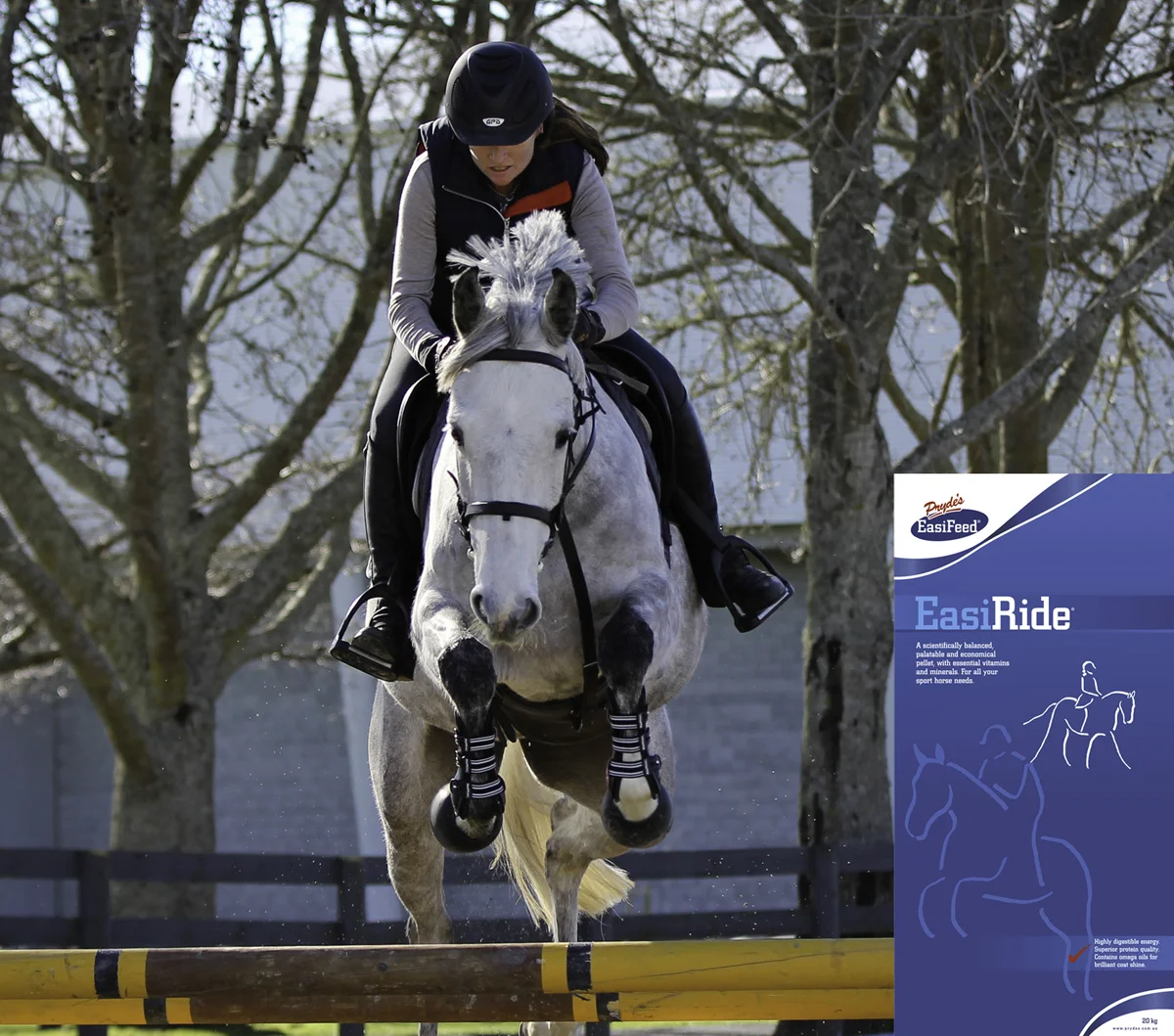 Prydes Izzy IMG_0578 copy.jpg