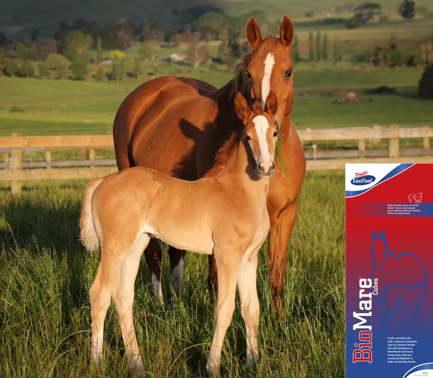 Prydes Carla 1741 copy-2 copy.jpg