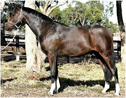 4 months later, broken in and fed to promote a good coat, good muscle tone and a topline that increases value and helps to make the horse a success in the show ring.